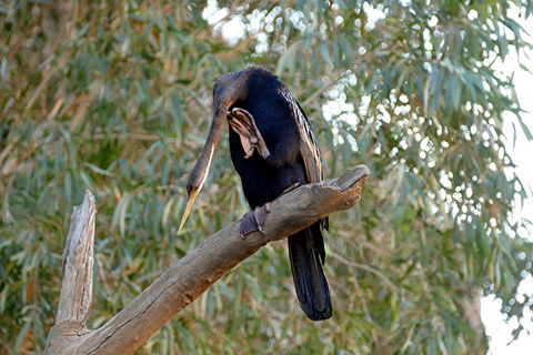 2020 Katherine Bird Festival - Darwin Holiday 2