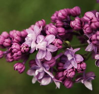 69th Annual Goulburn Lilac City Festival - Darwin Holiday