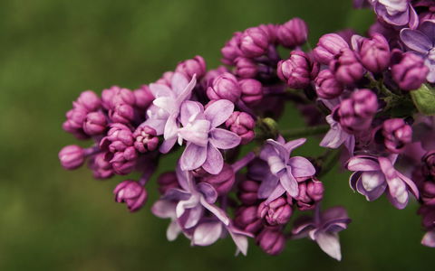 69th Annual Goulburn Lilac City Festival - Darwin Holiday 0