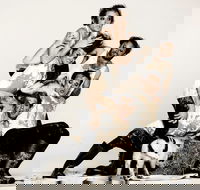 Animal Farm - Launceston - Darwin Holiday