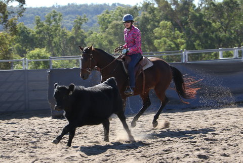 Australian Campdraft Association National Finals Campdraft 2021 - Darwin Holiday 1