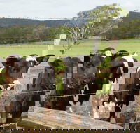 Bandon Grove Farm Tours - Darwin Holiday