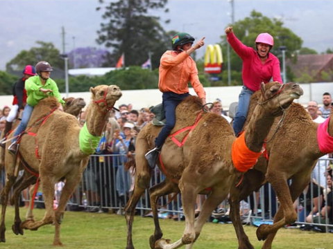 Camel Races At Penrith Paceway - Darwin Holiday 0