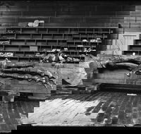 Capturing Nature Early photography at the Australian Museum 1857  1893 - Darwin Holiday