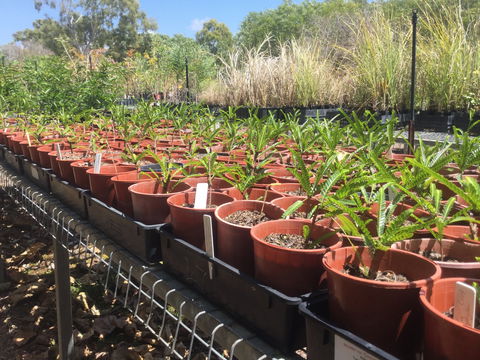 Conservation Volunteers Australia Townsville - Ocean View Nursery - Darwin Holiday 2