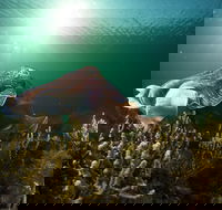 Cuttlefish Diving  Snorkeling EVERYDAY May -August - Darwin Holiday