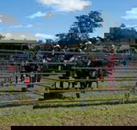 Dungog Team Penning - Darwin Holiday