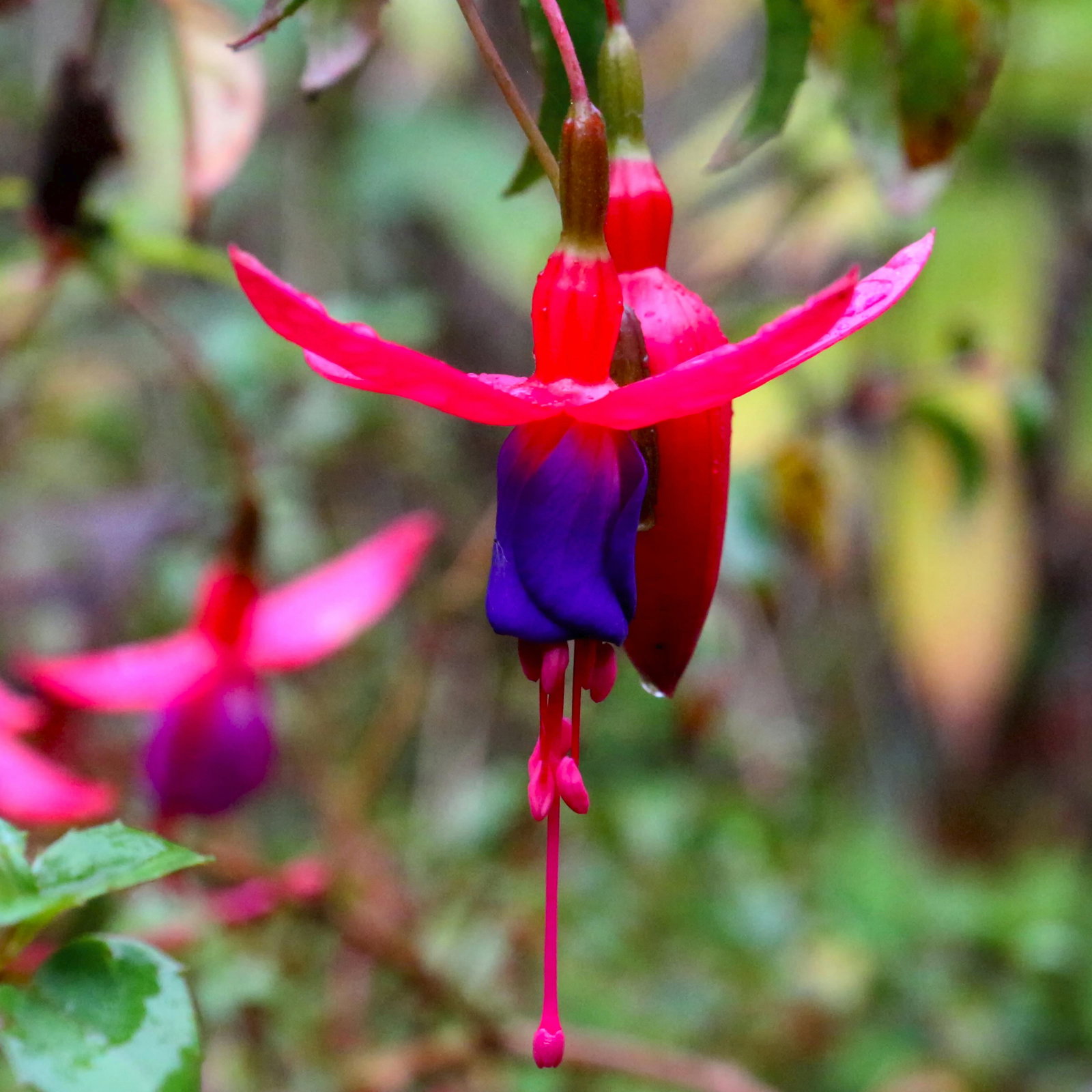 Sherbrooke VIC Darwin Holiday