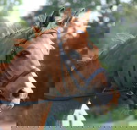 Glen William Gymkhana