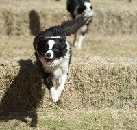 Great Nundle Dog Race - Darwin Holiday