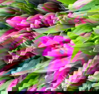 Harvest Launceston Community Farmers' Market - Darwin Holiday