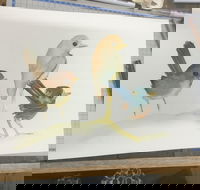 Ink  Watercolour Wash Illustration Workshop - Darwin Holiday