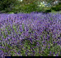 Lavender Herb and Chilli Festival