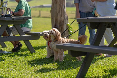 Live Music Sundays At Mountain Ridge Wines - Darwin Holiday 1