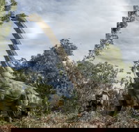 Lost Sanctuary at Healesville Sanctuary - Darwin Holiday