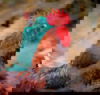 Nimbin Show - Darwin Holiday