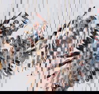 Pulse Perspectives - Virtual Exhibition - Darwin Holiday