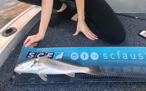 SCF Research And Sustainability Competition - Darwin Holiday 1