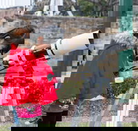 Sydney Observatory Mandarin Tour - Darwin Holiday