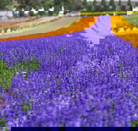 Tesselaar KaBloom Festival of Flowers - Darwin Holiday