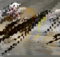 Twilight Greyhound Racing - Darwin Holiday