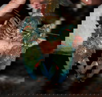 Windorah International Yabby Races - Postponed - Darwin Holiday