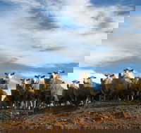 Annual Bredbo Sheep Dog Trials - Darwin Holiday