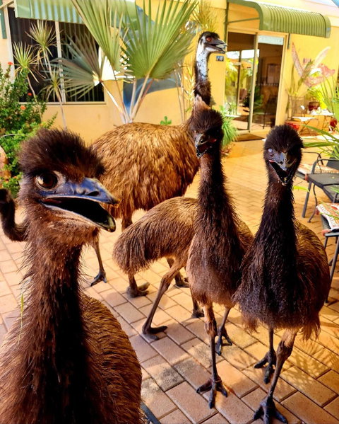 Ningaloo Lodge Exmouth - Darwin Holiday 5