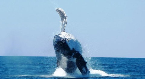 Ningaloo Lodge Exmouth - Darwin Holiday 4