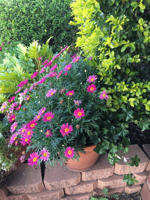 Country Pathfinder Motor Inn - Darwin Holiday 1