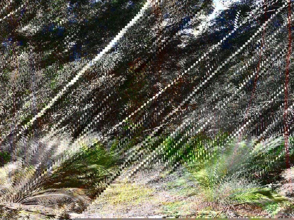 Congo NSW Darwin Holiday