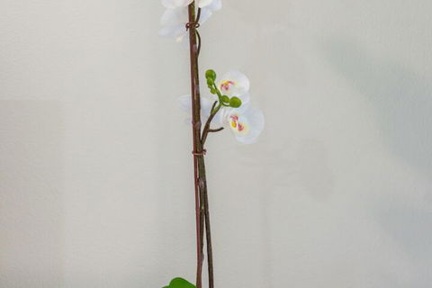 Tranquility Chill At Palm Cove - Darwin Holiday 2