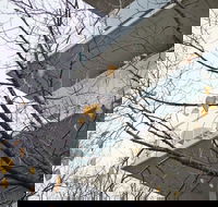 The Sebel Launceston - Darwin Holiday