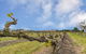 Barossa Vineyard Guesthouse - thumb 5