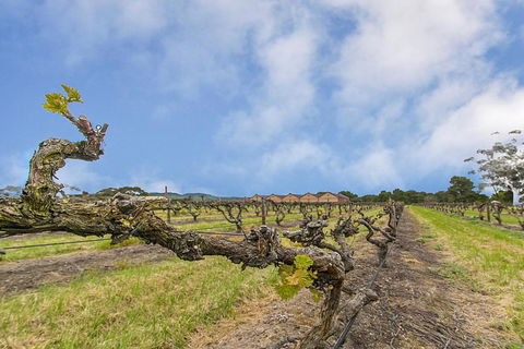 Barossa Vineyard Guesthouse - Darwin Holiday 5