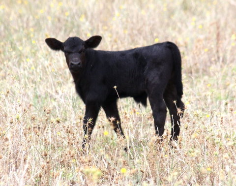 Old Bara Guesthouse - Darwin Holiday 4