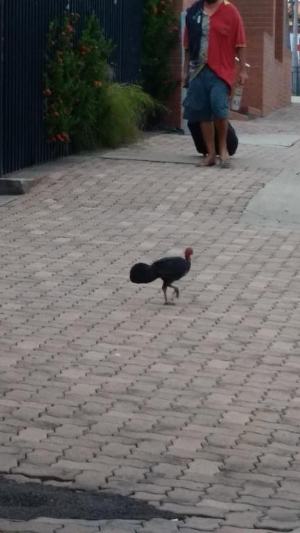 Reef Lodge Backpackers - Darwin Holiday 6