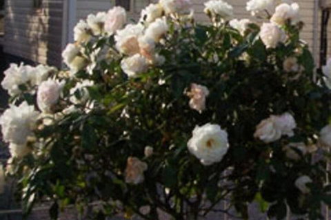 Sheffield Cabins & Apartments - Darwin Holiday 7