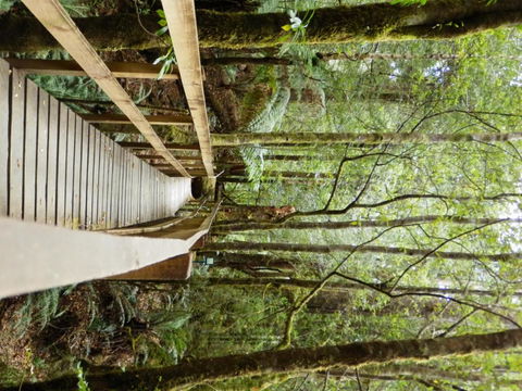 Tahune Air Walk Lodge - Darwin Holiday 4