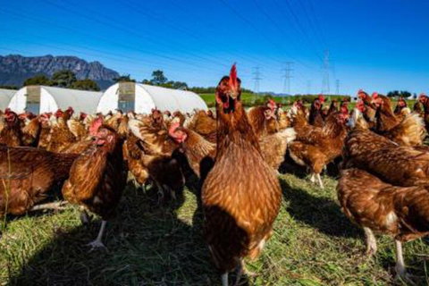 Carinya Farm Holiday Retreat - Darwin Holiday 7