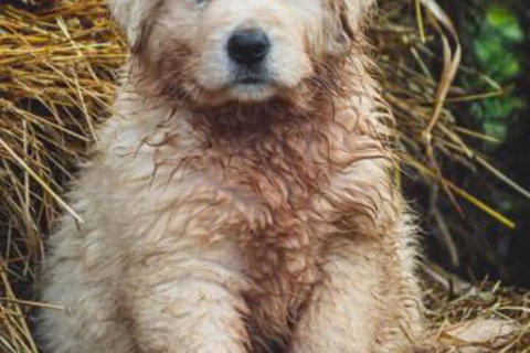 Carinya Farm Holiday Retreat - Darwin Holiday 6