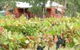 Fergies Hill Spa Cottage At Granite Ridge Wines - thumb 0
