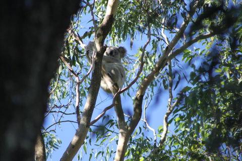 Forster Holiday Apartment - Darwin Holiday 6
