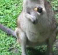 Bluewater Bed  Breakfast Cairns - Darwin Holiday