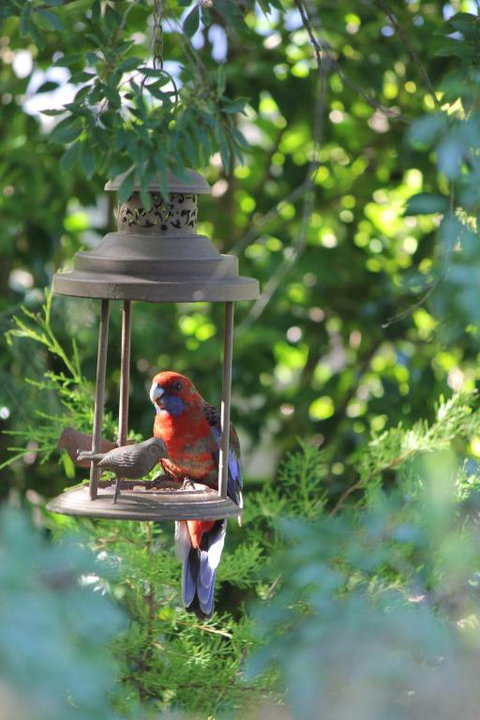 Winston Cottage At Three Sisters - Darwin Holiday 1