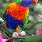 Cottage By The Bay - Darwin Holiday 0