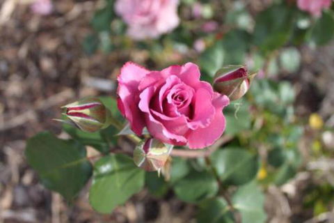 Alpine Aspects - Darwin Holiday 3