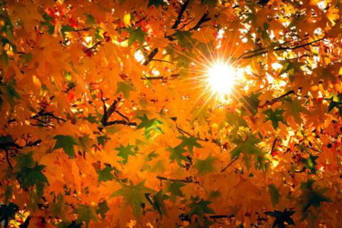 Alpine Aspects - Darwin Holiday 2