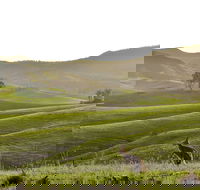 Ketchup's Bank Glamping - Darwin Holiday