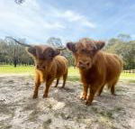 Cockatoo Cottages - Darwin Holiday